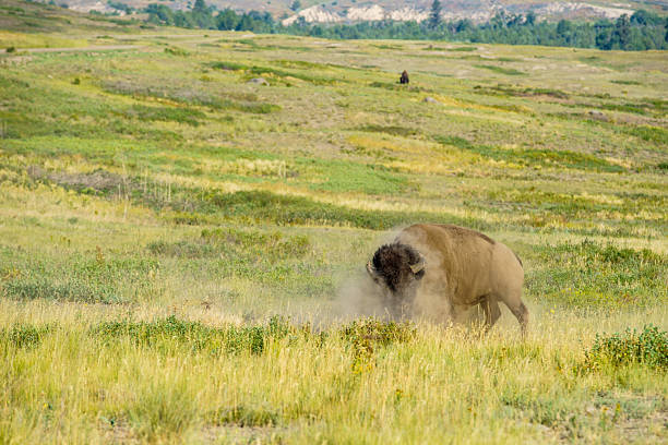 Today, in western Montana, visitors have an extraordinary opportunity to visit the tribally managed Bison Range.  Drive two, self-guided tours and end up literally alongside these extraordinary mammals.
