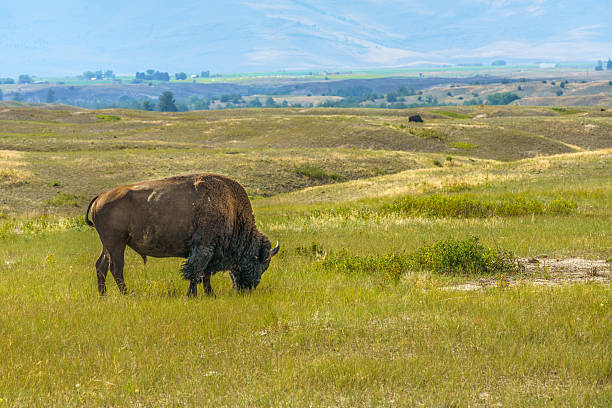 istock The Bison Range is home to a herd of approximately 350 Bison. 2240180792