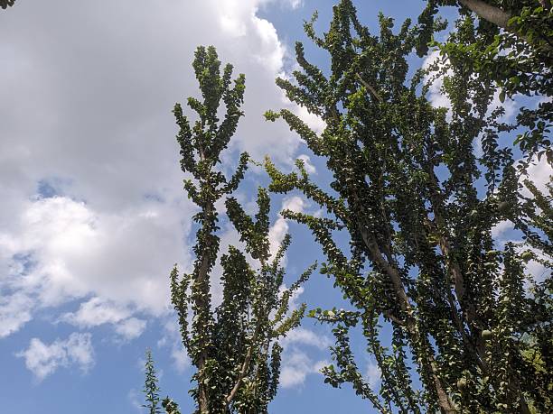 Plant of Balanites aegyptiaca branches and lush green leaves, set against a bright blue sky with scattered white clouds.