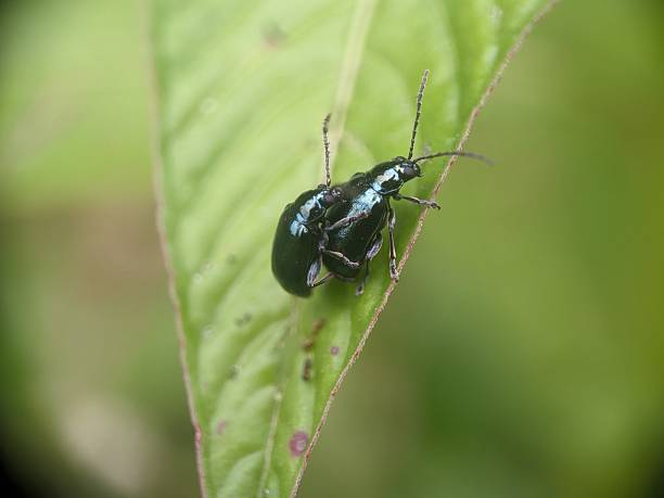 Altica beetle macro shot on a green leaf