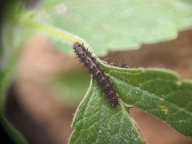 istock larva of a silvery checkerspot butterfly (Chlosyne nycteis) 2240181541
