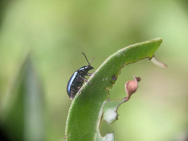 Altica beetle macro shot on a green leaf