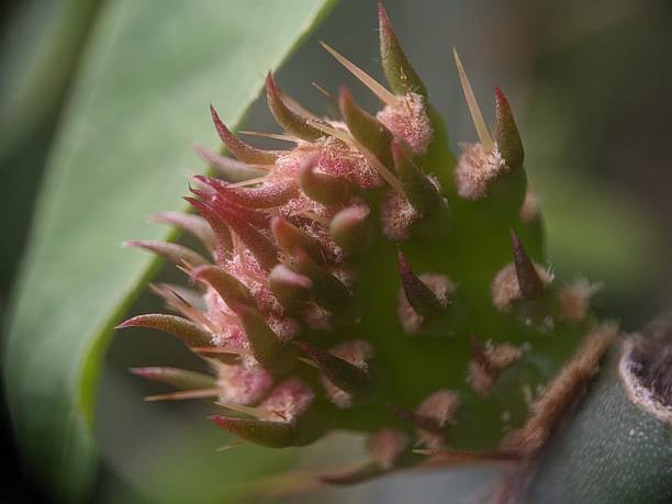 istock New leaf of cactus plant 2240181645