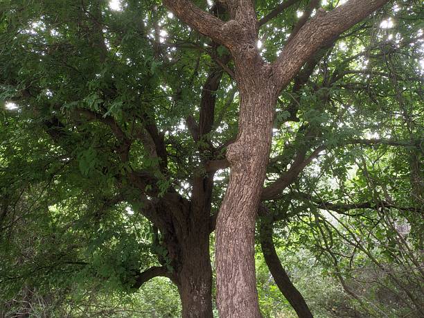 istock Tamarind plant majestic canopy 2240181647