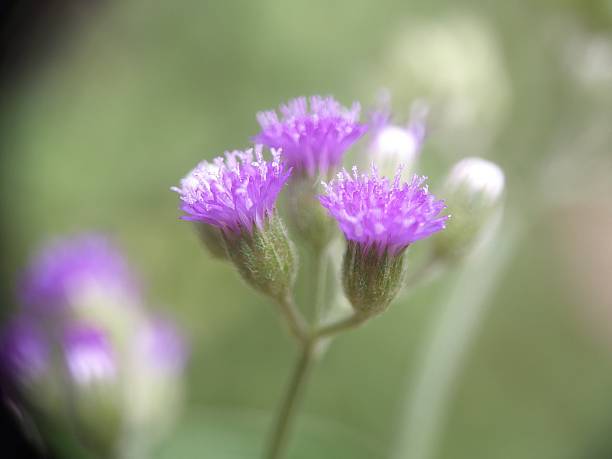 istock flower of Cyanthillium cinereum 2240182256