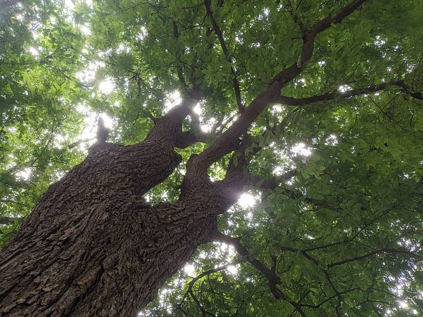istock Tamarind plant majestic canopy 2240182286