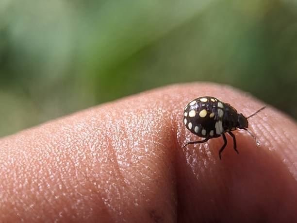 istock Close up green stink bug, Nezara viridula 2240182694