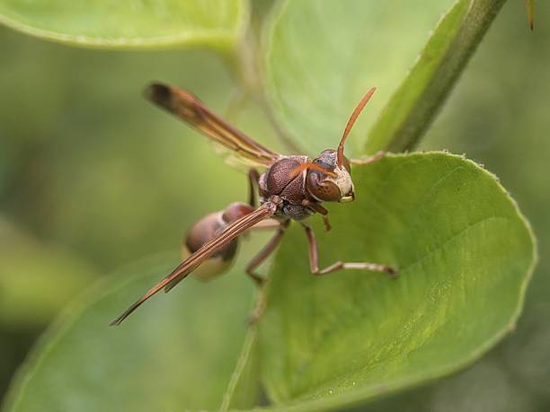 istock reddish-brown paper wasp resting on a vibrant green leaf 2240182860