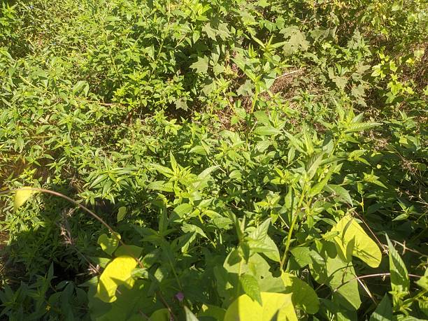 istock wild plant Ayurveda medicinal plant 2240183211