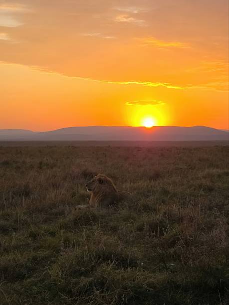 istock African lion resting in savanna during sunset 2240183490