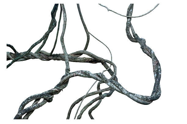 istock Twisted wild liana jungle vine isolated on white background. 2240183569