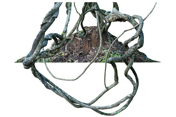 Twisted wild liana jungle vine isolated on white background with copy space and clipping path.