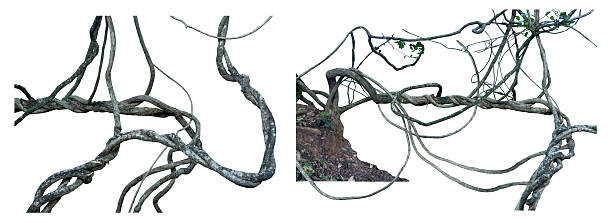 istock Twisted wild liana jungle vine isolated on white background. 2240183578