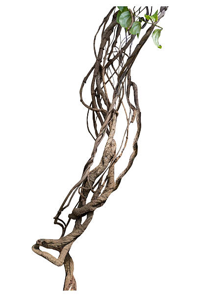 istock Twisted wild liana jungle vine isolated on white background. 2240183596