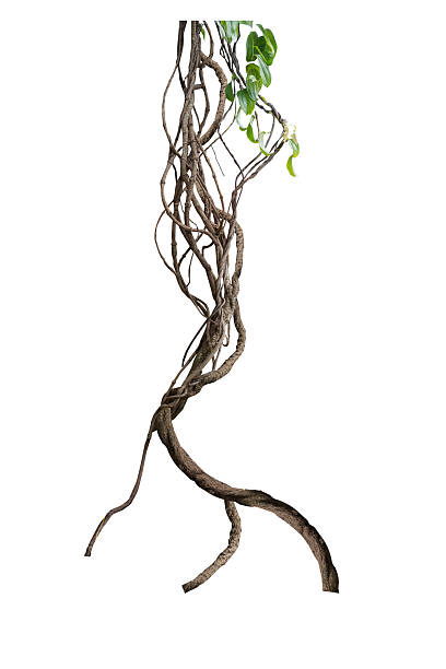 istock Twisted wild liana jungle vine isolated on white background. 2240183602