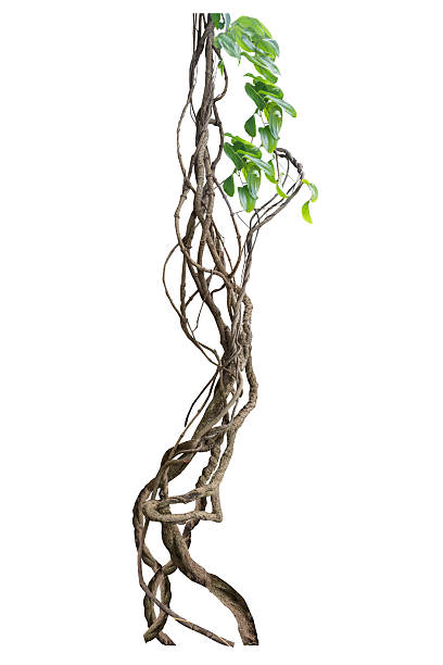 Twisted wild liana jungle vine isolated on white background with copy space and clipping path.