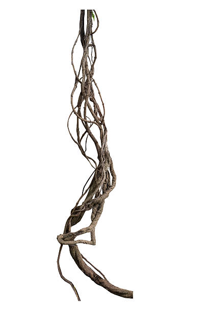istock Twisted wild liana jungle vine isolated on white background. 2240183606