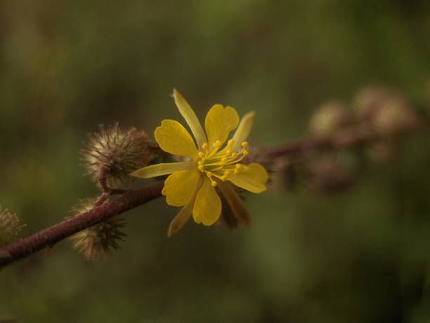 istock Flower of Triumfetta rhomboidea (diamond burbark) plant 2240187534