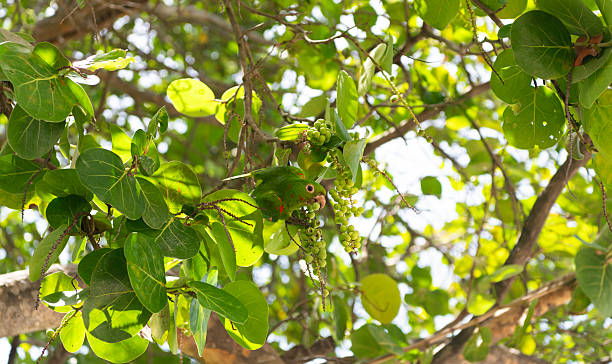 istock Green conure bird eating berries. Exotic green parrot conure on tree branch. Parakeet parrot wildlife fauna. Green conure bird eating with beak. Bird parakeet. Parakeet green parrot sitting on tree 2240187896