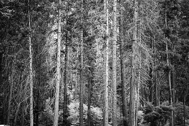 Yosemite Valley forest, granite cliffs, waterfalls, and Merced River.