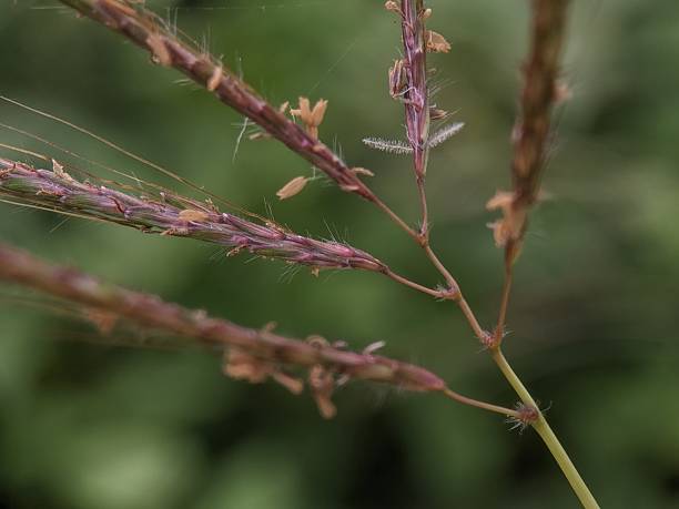 istock Dichanthium oliganthum flower 2240191334
