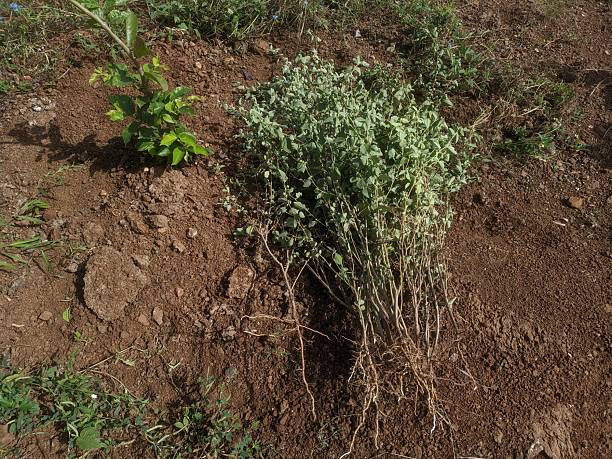 istock bundle of freshly harvested plant 2240191428