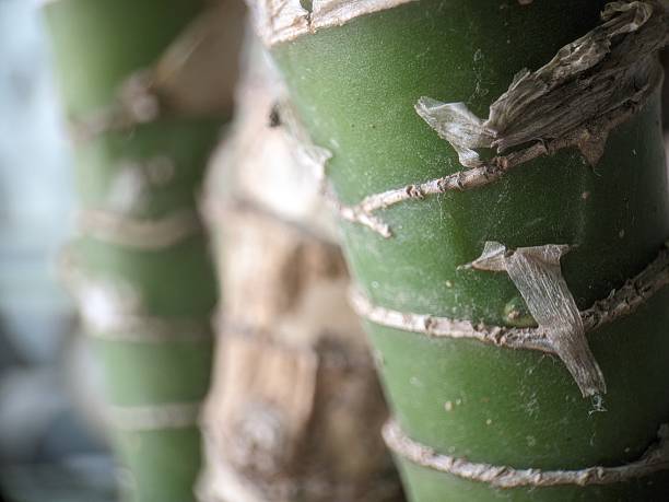 istock Green stem of dumbcane 2240191679