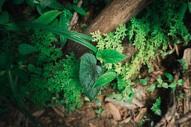 Discover a captivating scene of lush greenery enveloping a serene waterfall area, showcasing the vibrant beauty of nature's untouched landscape.