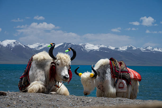 istock Yaks of Tibet 2240191771