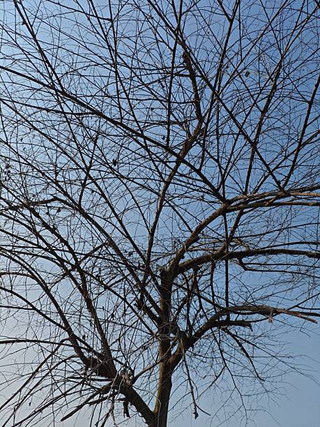 a solitary tree in silhouette against a clear, pale blue sky. The fine, leafless branches and twigs create a dense, intricate natural texture, conveying themes of winter, solitude, and the dry season