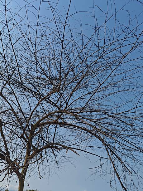 istock a solitary tree in silhouette against a clear, pale blue sky. The fine, leafless branches and twigs create a dense, intricate natural texture, conveying themes of winter, solitude, and the dry season 2240193501
