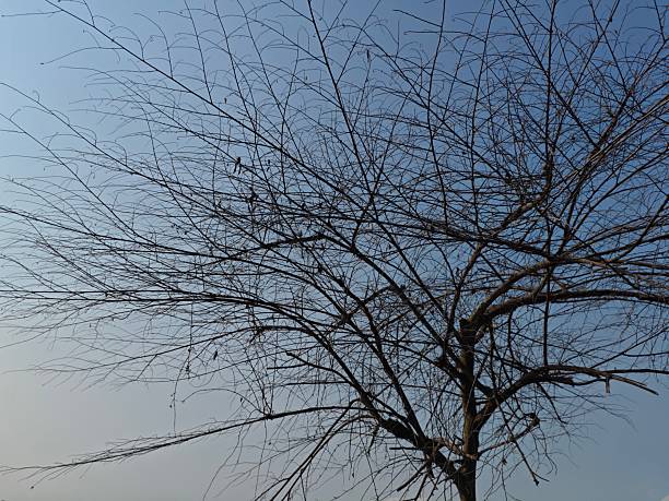 istock a solitary tree in silhouette against a clear, pale blue sky. The fine, leafless branches and twigs create a dense, intricate natural texture, conveying themes of winter, solitude, and the dry season 2240193518