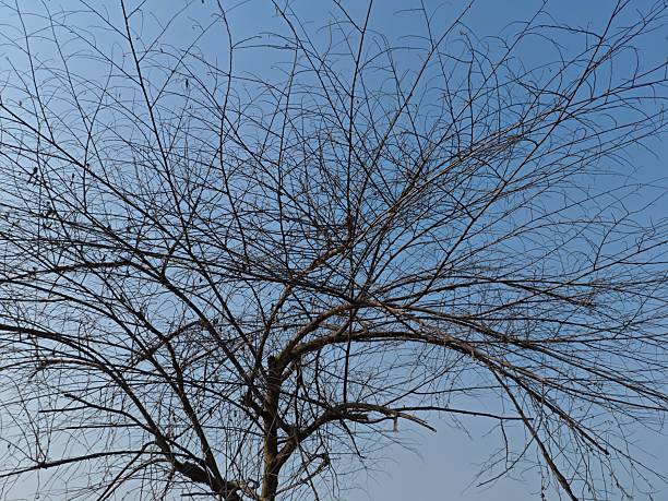 istock a solitary tree in silhouette against a clear, pale blue sky. The fine, leafless branches and twigs create a dense, intricate natural texture, conveying themes of winter, solitude, and the dry season 2240193520