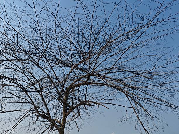 istock a solitary tree in silhouette against a clear, pale blue sky. The fine, leafless branches and twigs create a dense, intricate natural texture, conveying themes of winter, solitude, and the dry season 2240193533