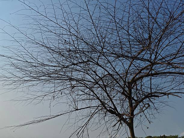 istock a solitary tree in silhouette against a clear, pale blue sky. The fine, leafless branches and twigs create a dense, intricate natural texture, conveying themes of winter, solitude, and the dry season 2240193554