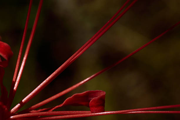 istock Autumn Melancholy: Red Flower Stamen Lines in Light and Shadow 2240194391