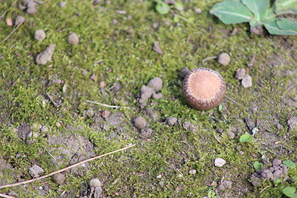These photos were taken naturally and casually, during a morning walk. There are a variety of elements, textures, insects, colors, and animals. They are all part of a whole that lives in San Isidro, Argentina.