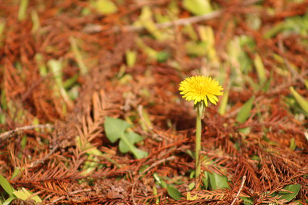 These photos were taken naturally and casually, during a morning walk. There are a variety of elements, textures, insects, colors, and animals. They are all part of a whole that lives in San Isidro, Argentina.