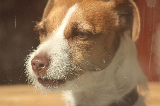 Dog looking through window, waiting to go outside to play