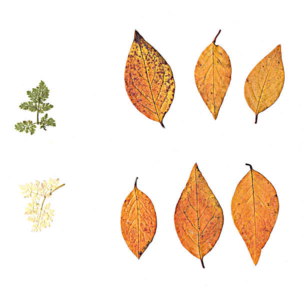 yellow, green autumn leaves on a white background. High quality photo