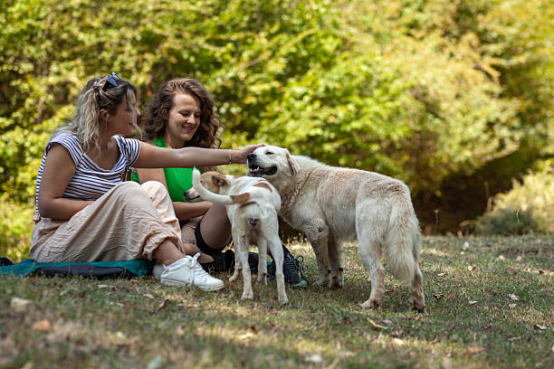 istock Two women relax while camping in a vibrant forest, enjoying each other's company and interacting with their dogs on a warm, sunny day surrounded by nature 2240196540