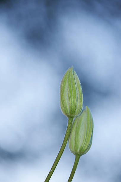 A detailed macro shot of two unopened flower buds, captured against a soft, dreamy blue background. The delicate textures of the buds are highlighted, creating a serene and poetic visual appeal.