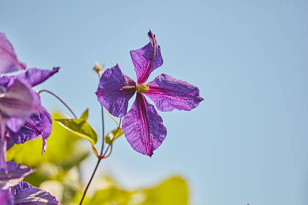 A dynamic view of a purple clematis flower (Clematis jackmanii), radiantly displayed under the sunlight amidst green foliage and a peaceful blue sky.