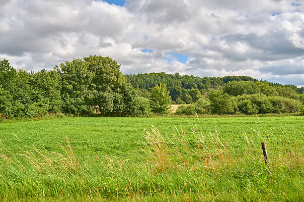 istock Lush green field with wild grasses under a serene sky with scattered clouds, surrounded by dense trees and thriving nature 2240197491