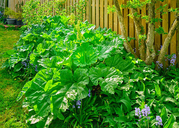 A vibrant garden scene showcasing expansive Rheum rhabarbarum leaves surrounded by flowering bluebells, set against a wooden fence background. The composition highlights lush greenery evoking a calming and serene ambiance.