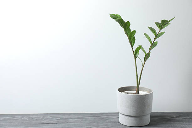 istock Beautiful flower in a pot, on a wooden table 2240203607