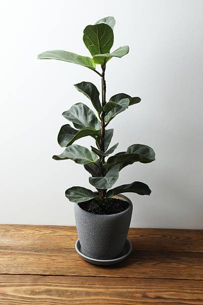 istock Beautiful flower in a pot, on a wooden table 2240203628