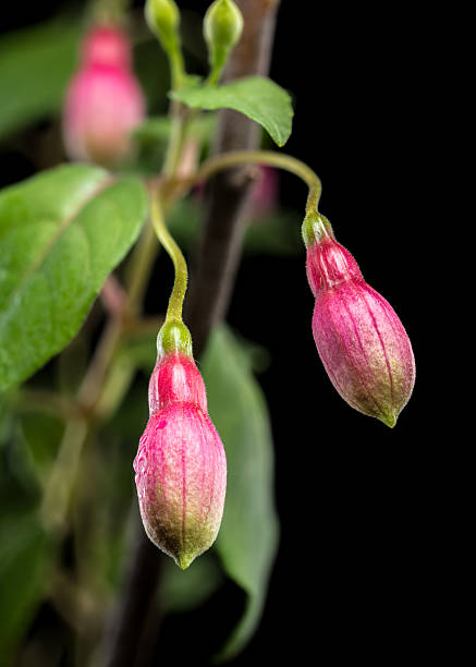 istock Fuchsia Blossoms with a Dark and Moody Backdrop 2240205890