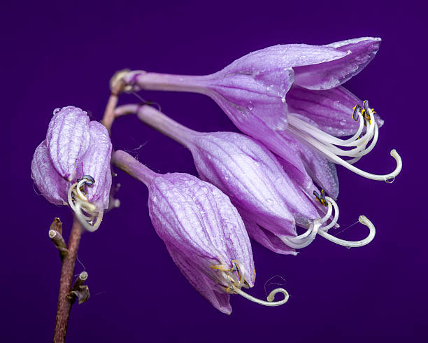 istock Purple Passion Hosta Bloom Against a Monochromatic Background 2240205894