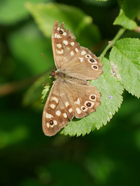 istock speckled wood on a green leaf 2240205897
